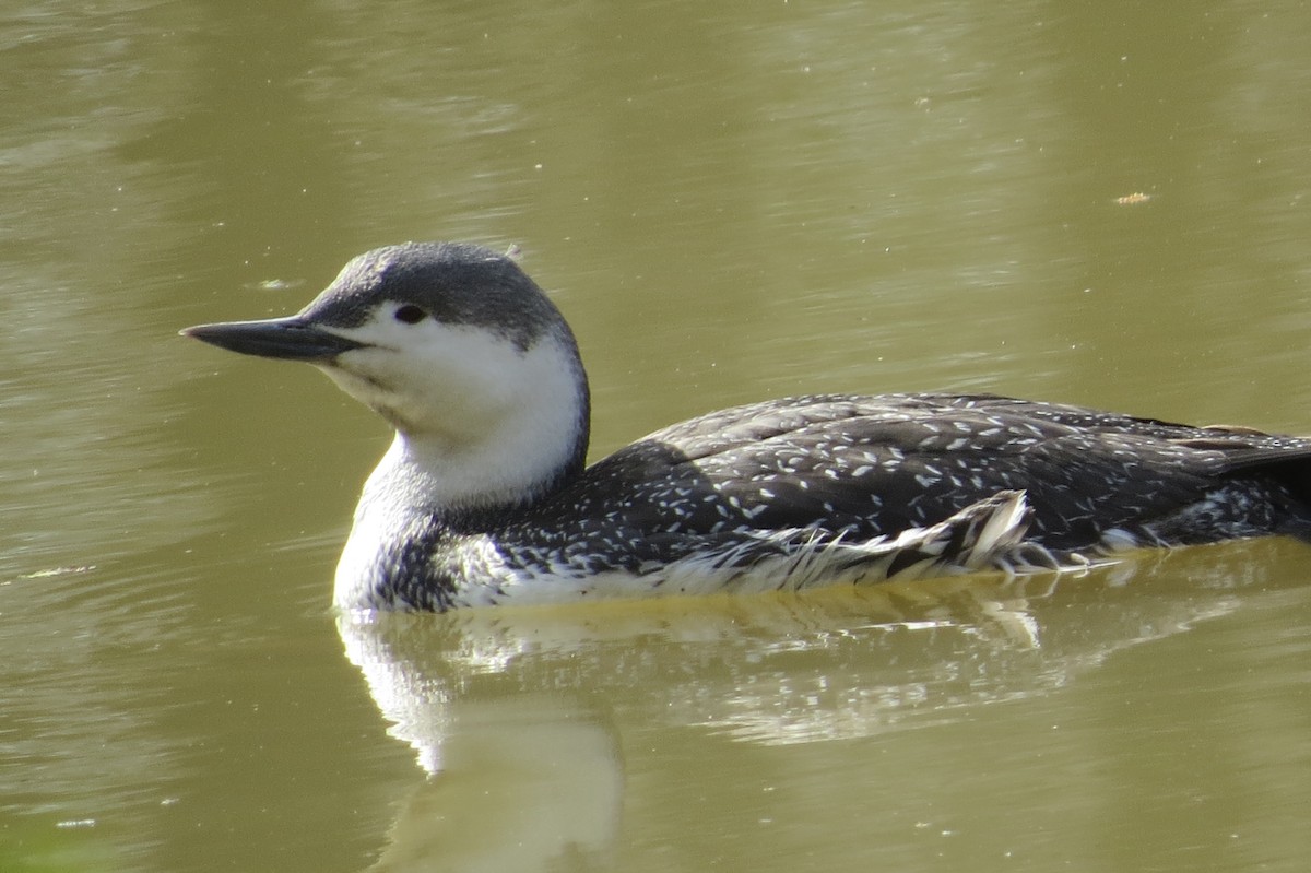 Red-throated Loon - ML438212281