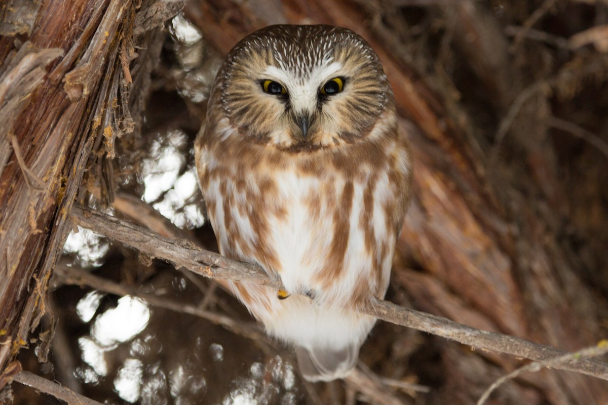 Northern Saw-whet Owl - ML43821321