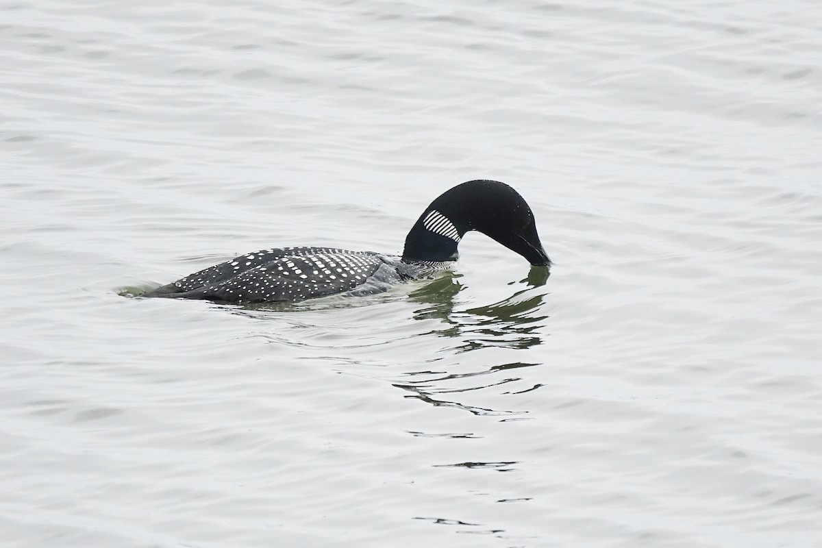 Common Loon - ML438213881