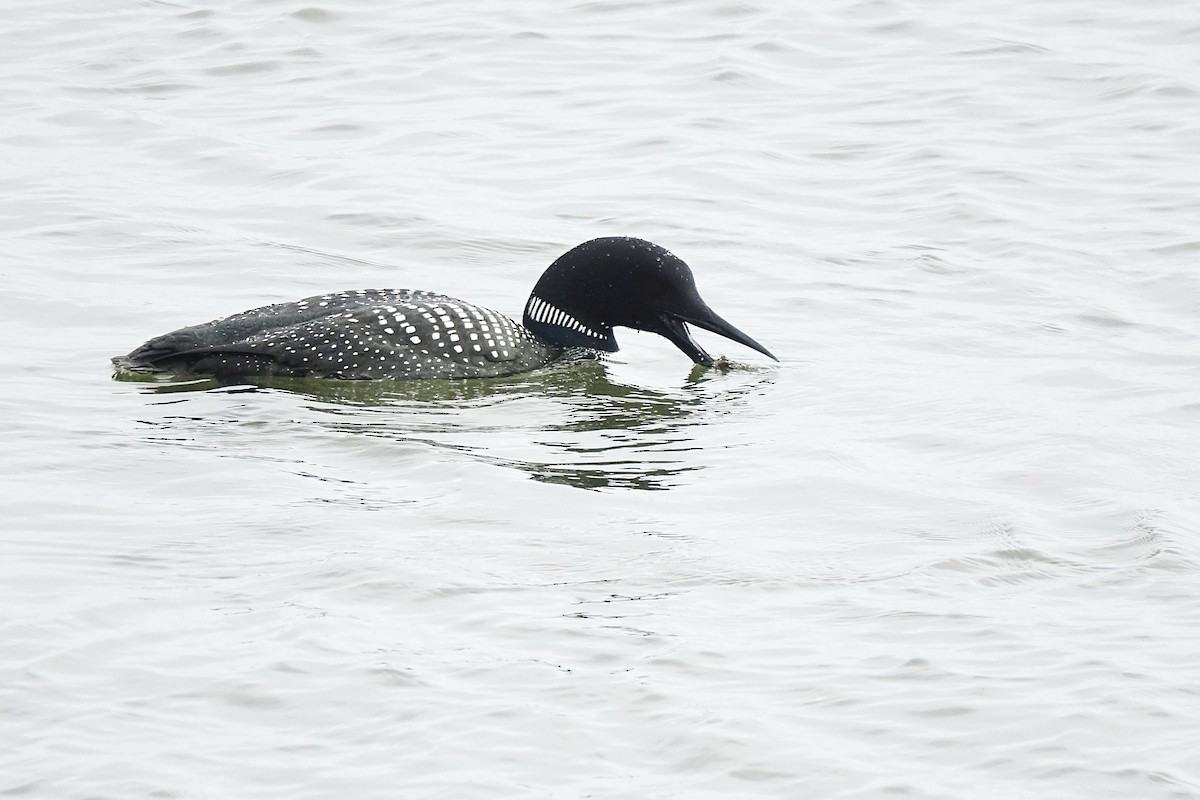 Common Loon - ML438213941