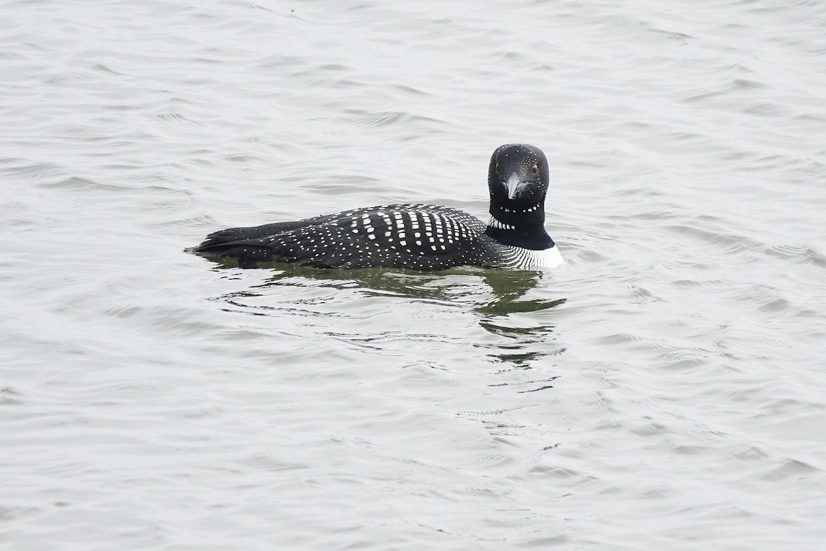 Common Loon - ML438213951