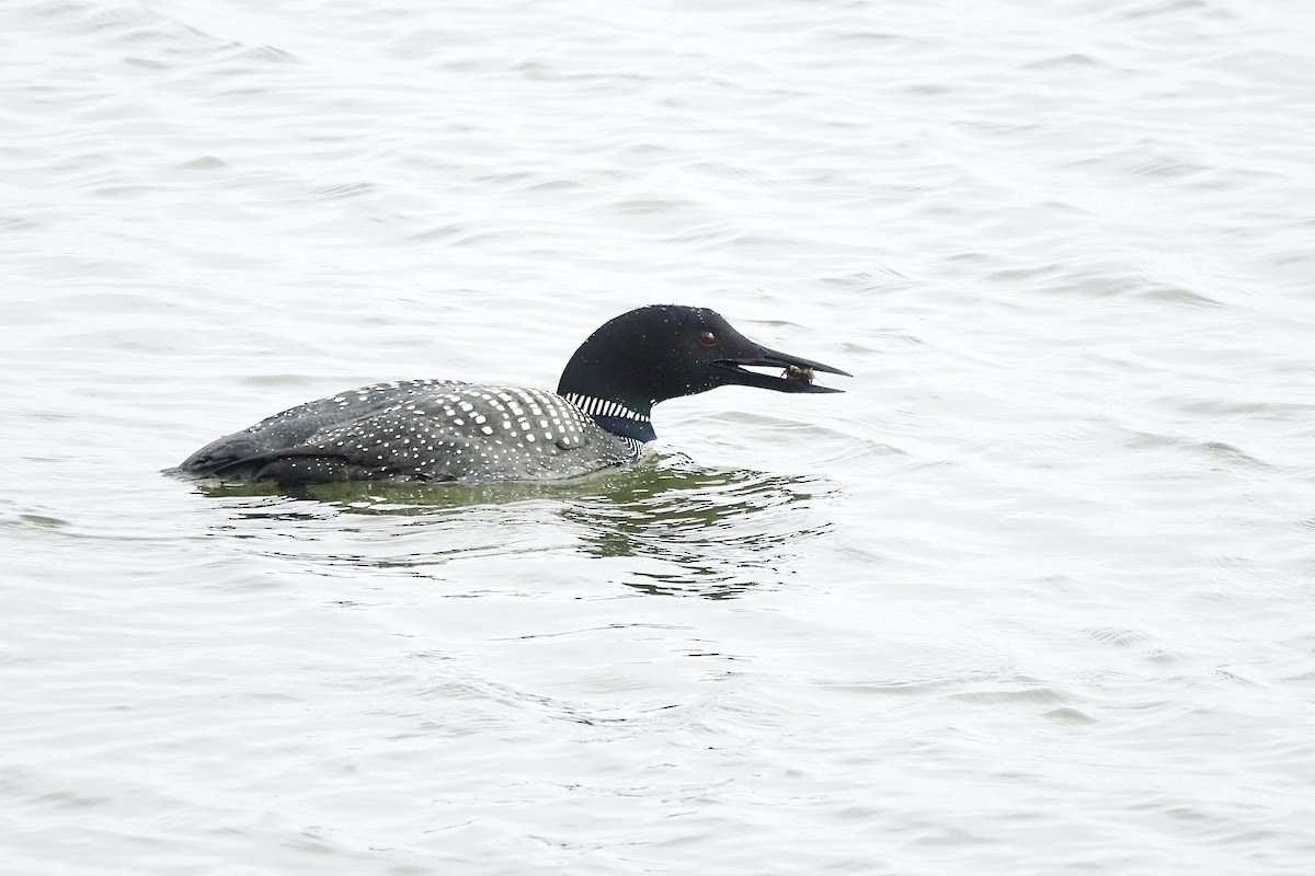 Common Loon - ML438213961