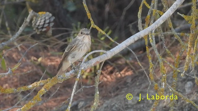 Spotted Flycatcher - ML438214341