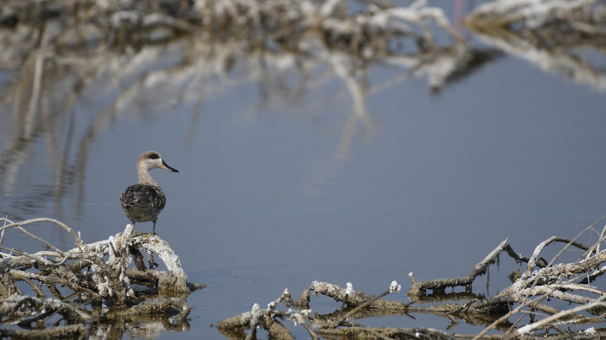 Marbled Duck - ML438215491