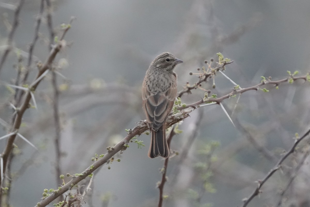 Striolated Bunting - ML438217821