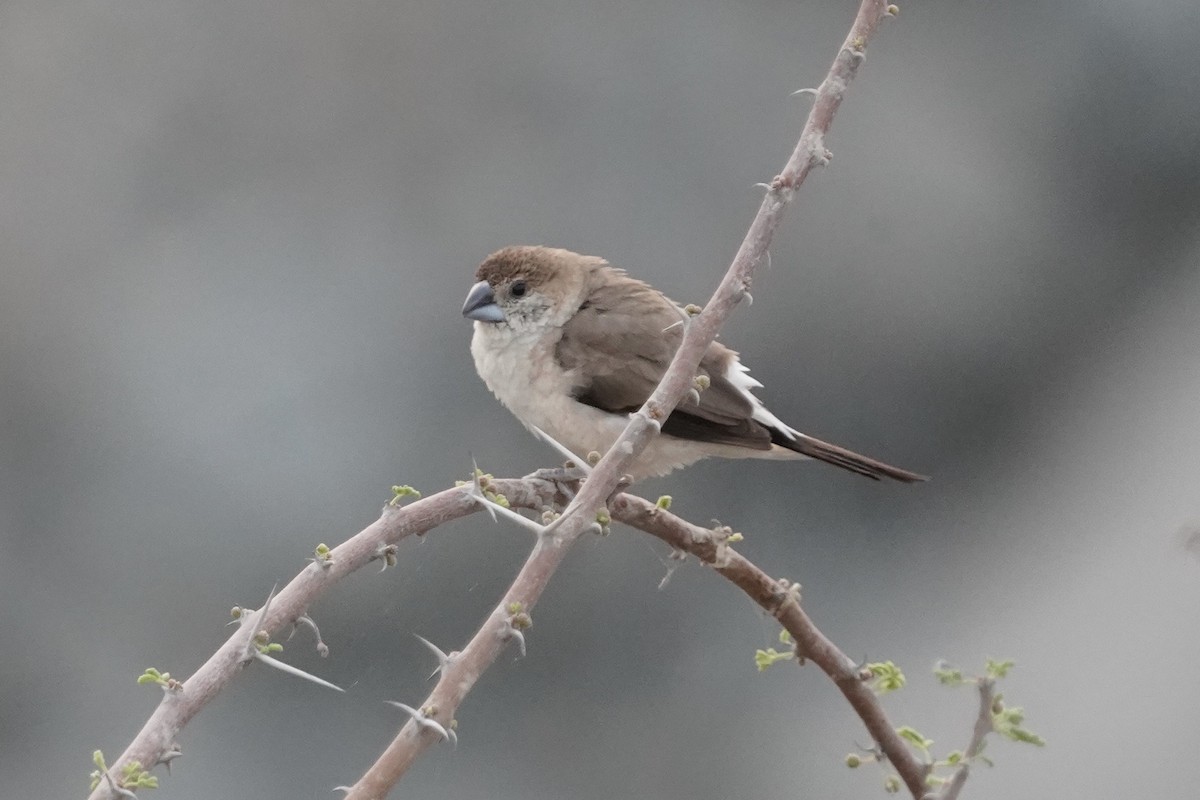 Indian Silverbill - ML438218001