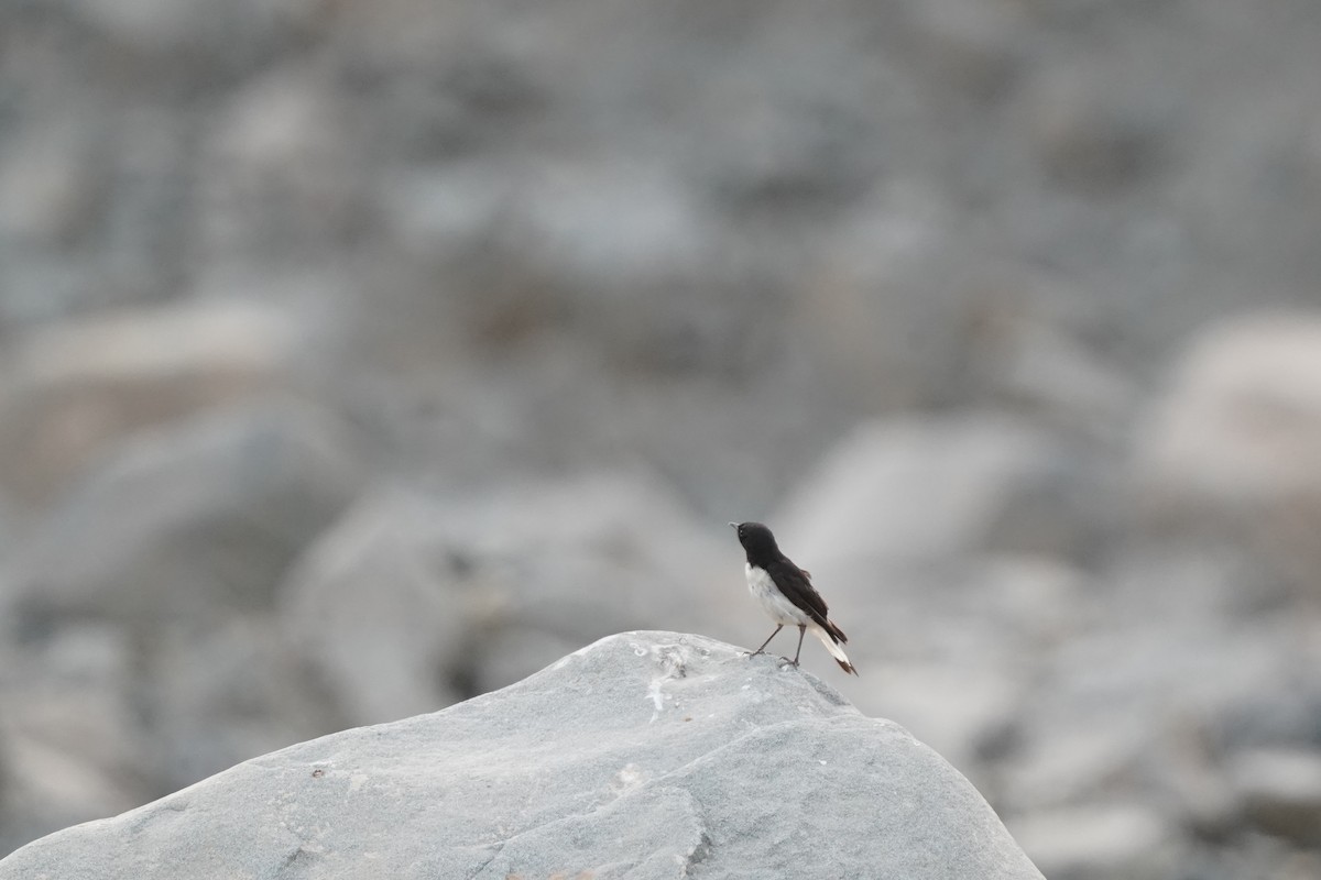 Hume's Wheatear - ML438219971