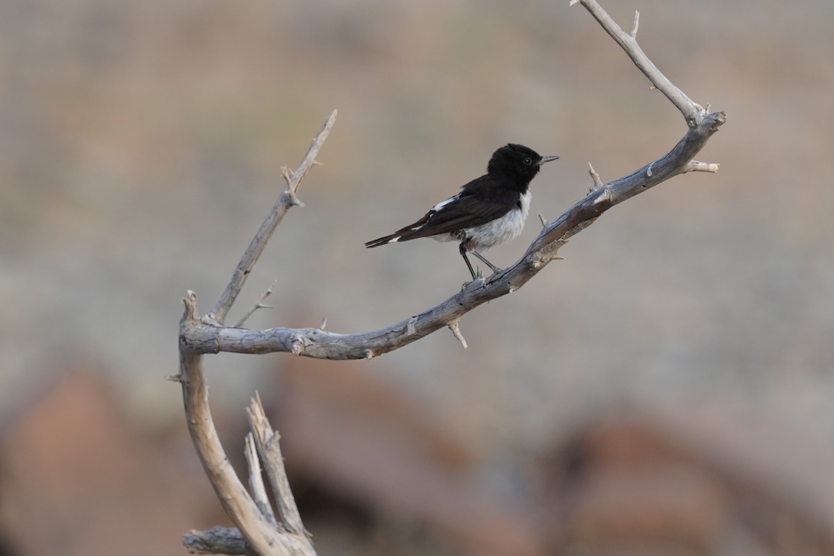 Hume's Wheatear - ML438220081