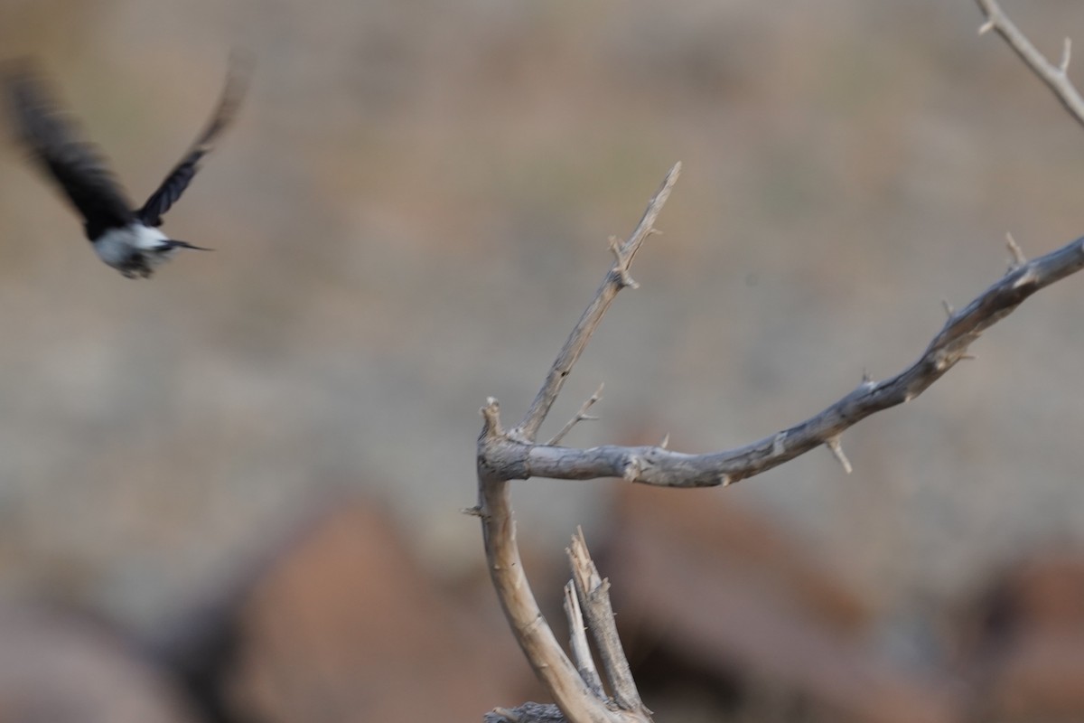 Hume's Wheatear - ML438220101