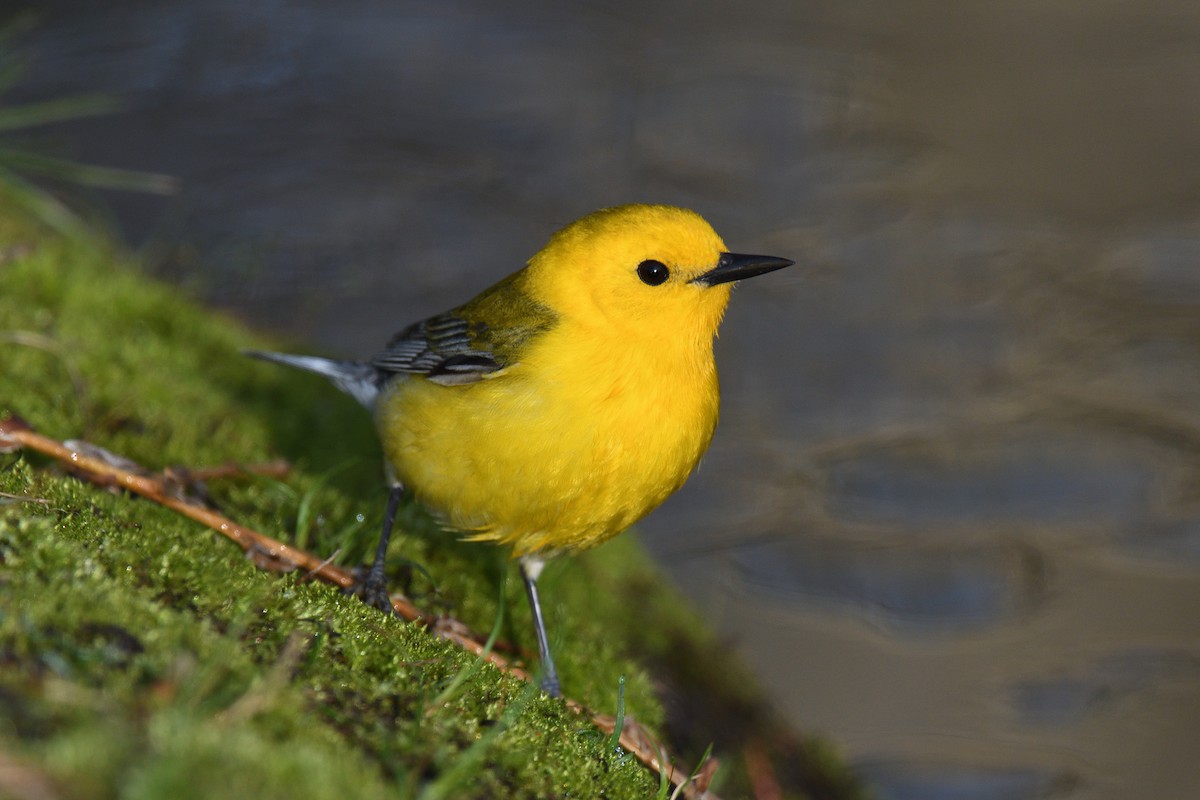 Prothonotary Warbler - ML438220561