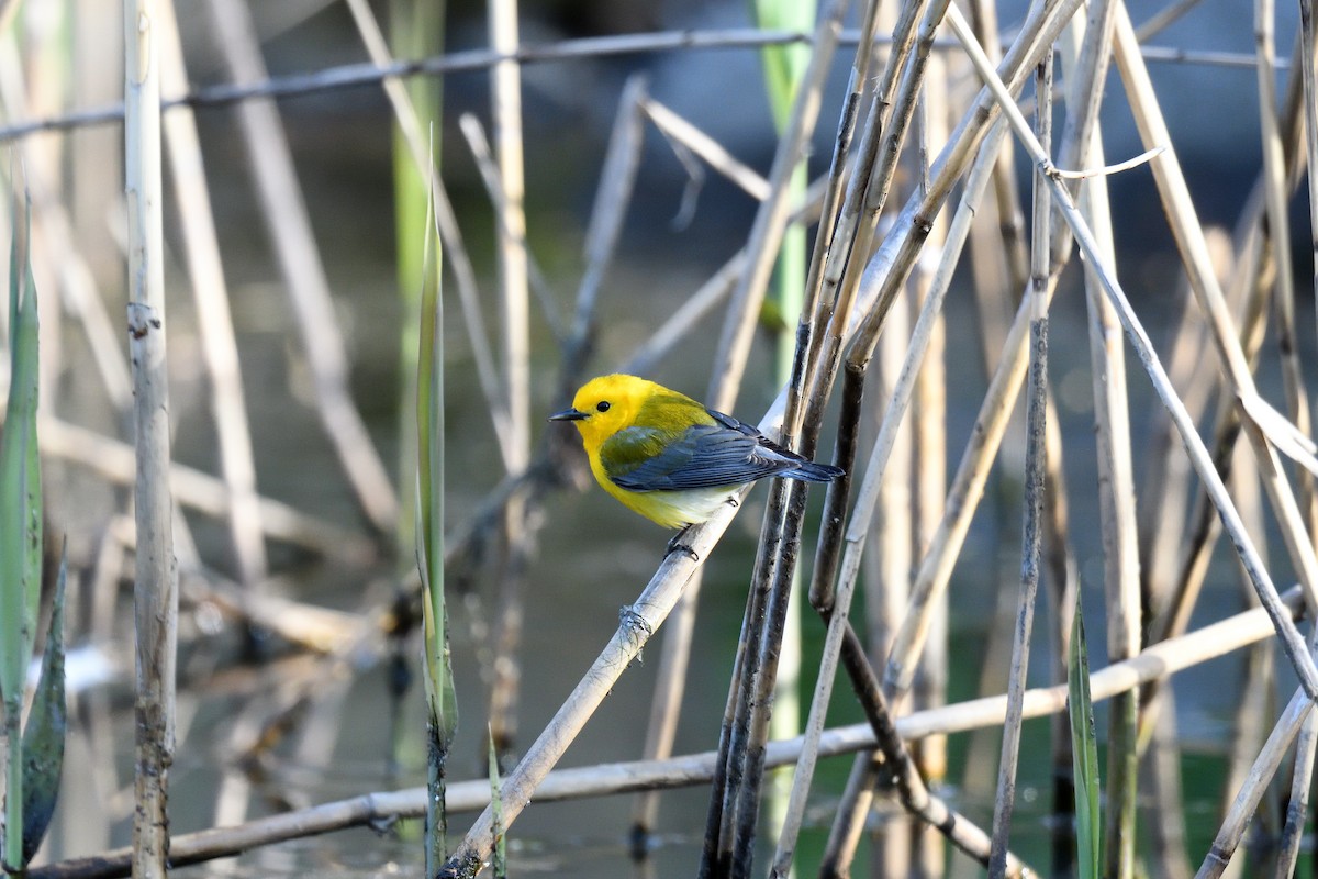 Prothonotary Warbler - ML438220581
