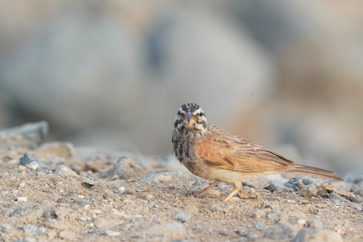 Striolated Bunting - ML438221021
