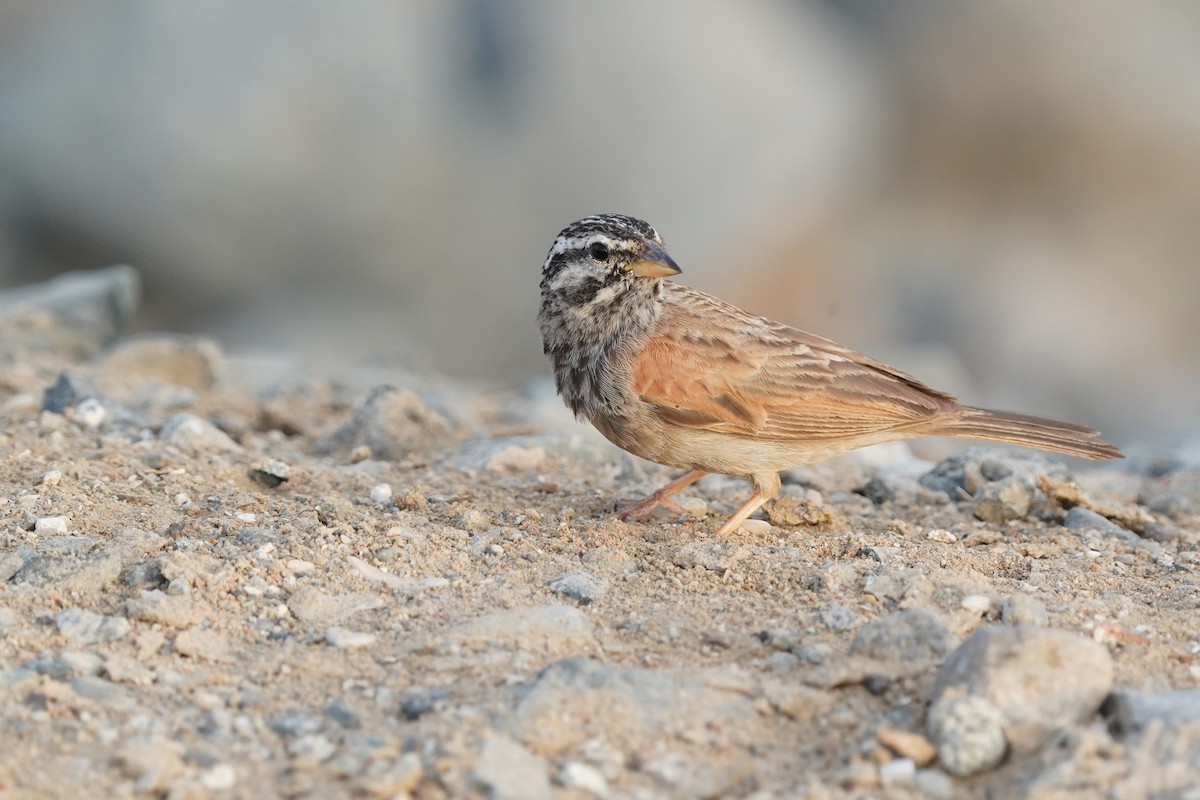 Striolated Bunting - ML438221041