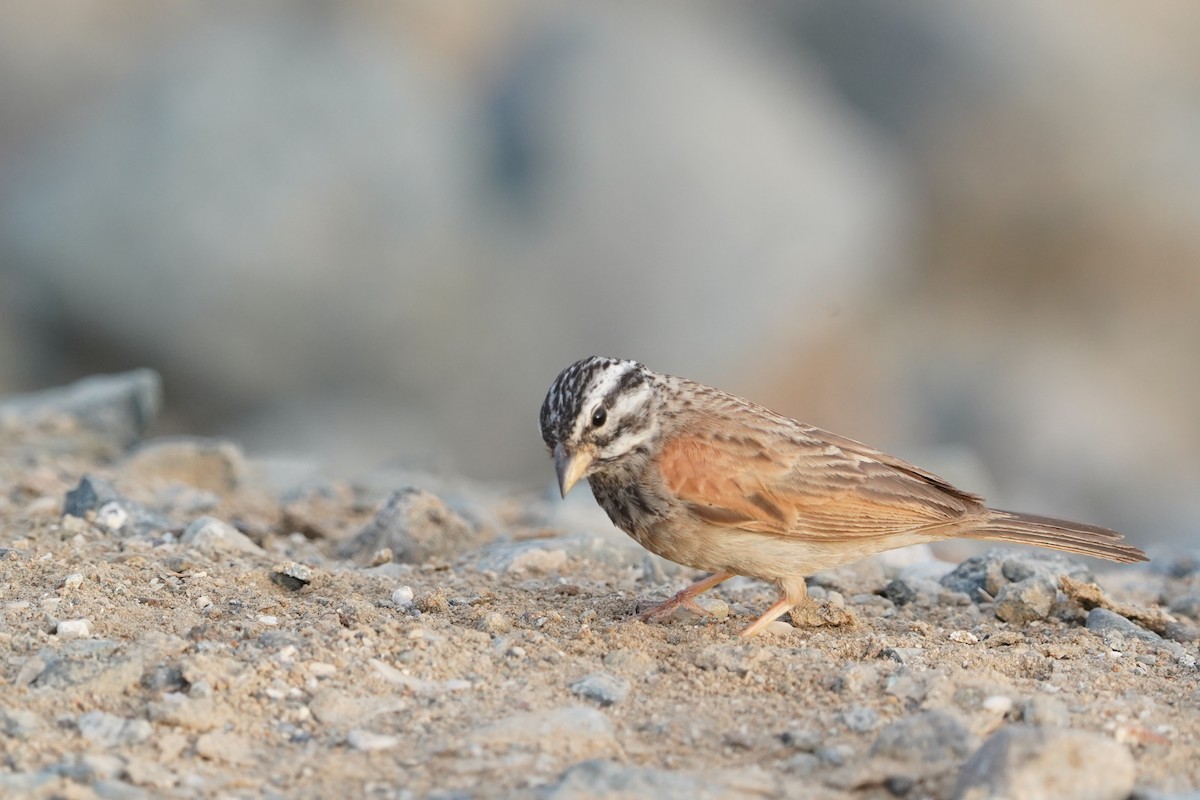 Striolated Bunting - ML438221071