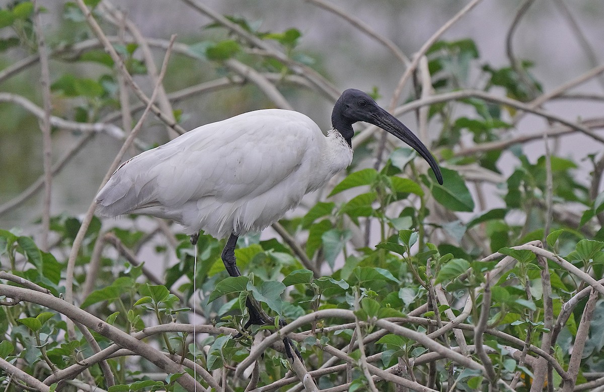 ibis černohlavý - ML438223111