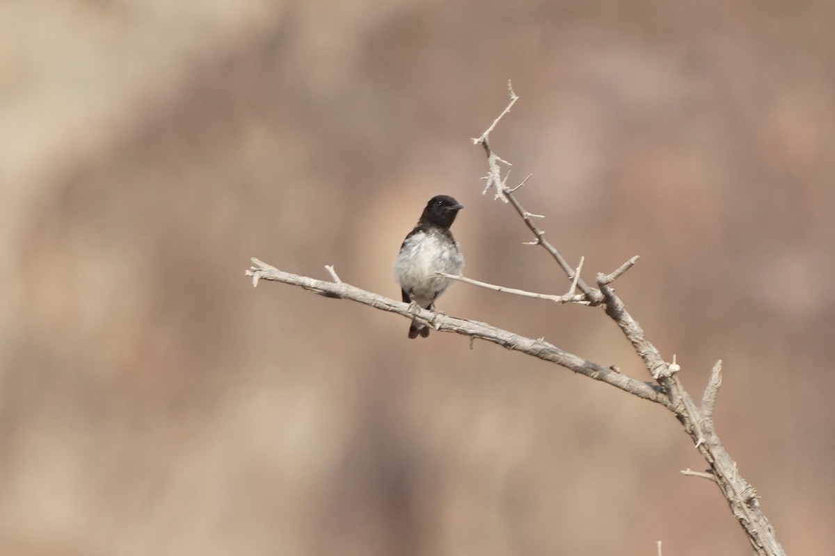 Hume's Wheatear - ML438225091