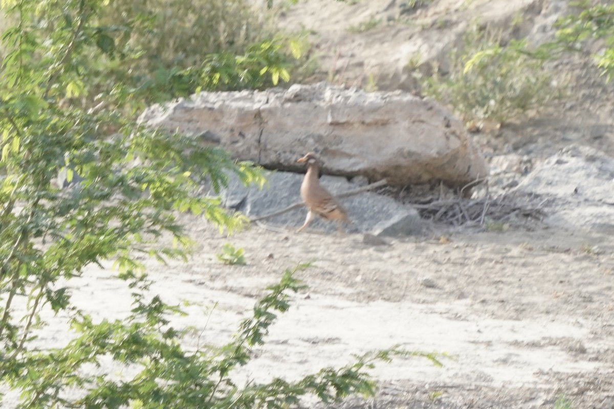 Sand Partridge - ML438225271