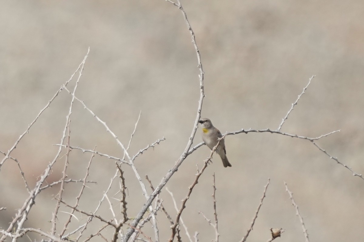 Yellow-throated Sparrow - ML438225401