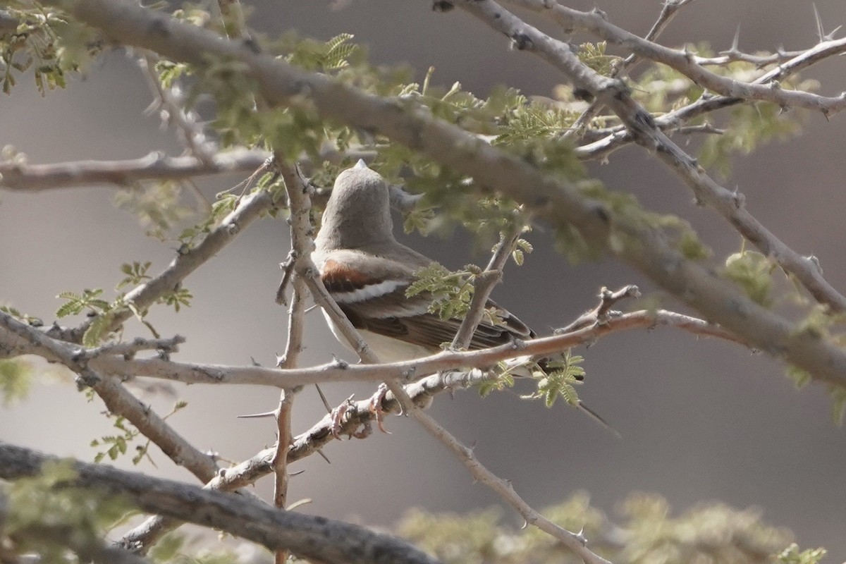 Yellow-throated Sparrow - ML438225421