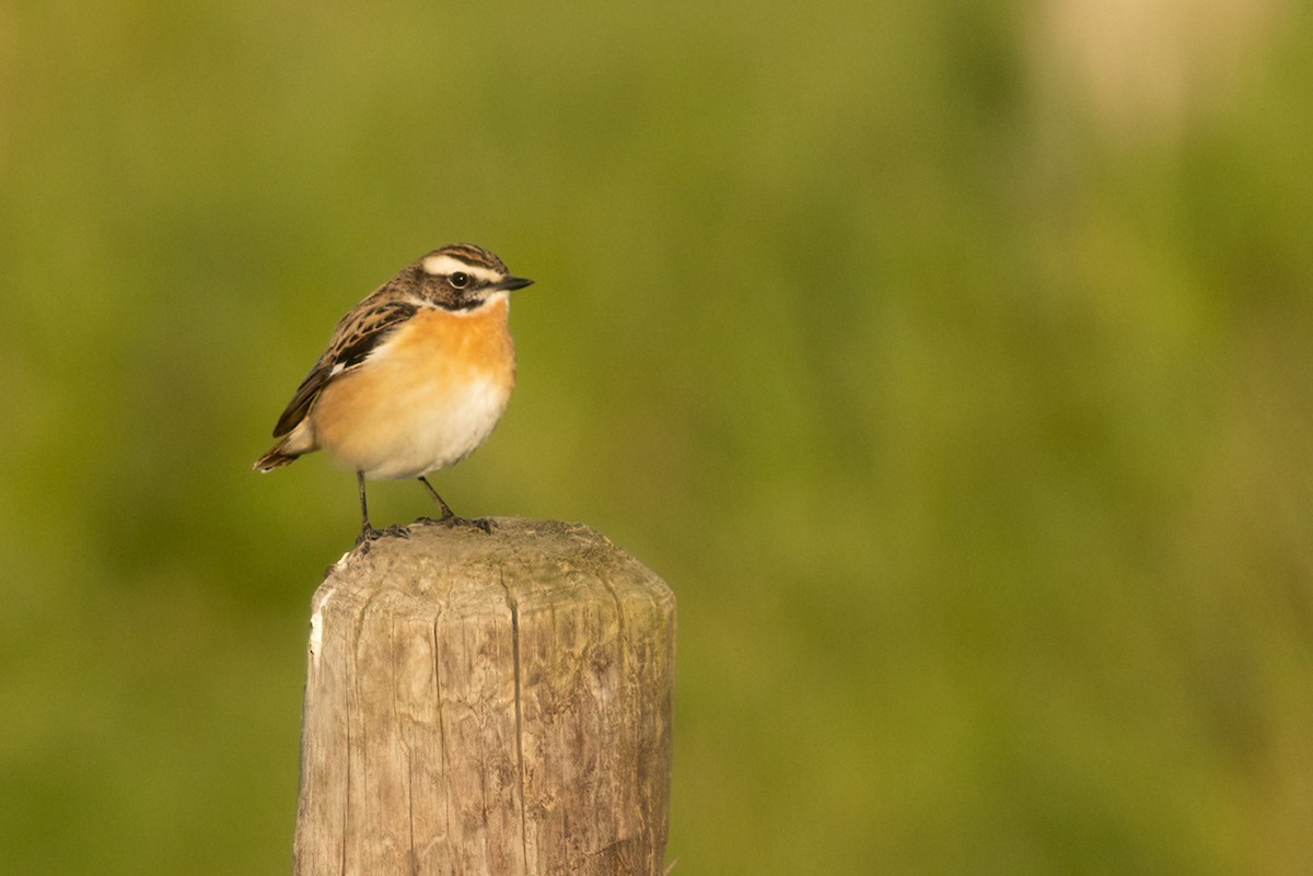Whinchat - ML438225491