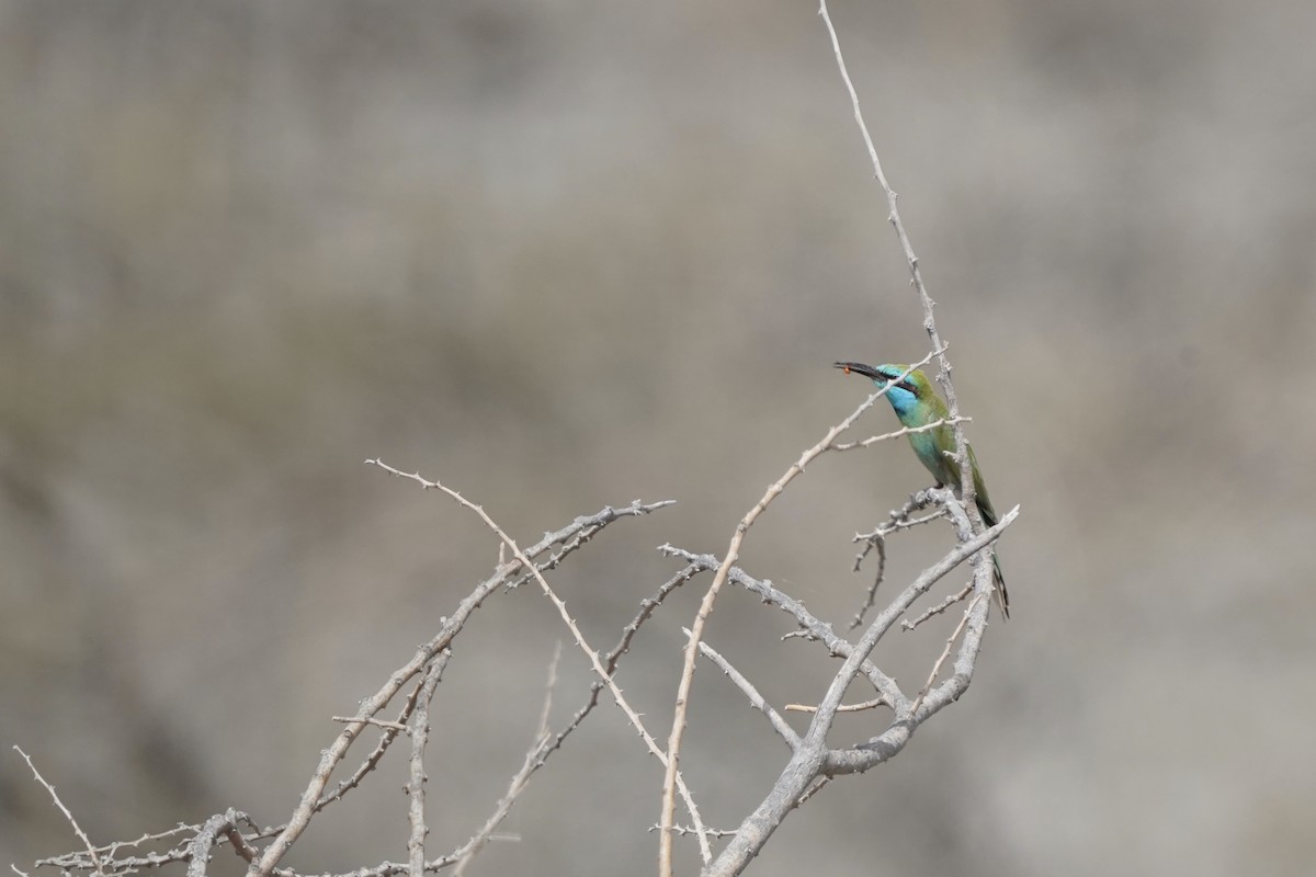 Blue-cheeked Bee-eater - ML438226101