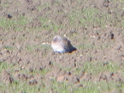 European Turtle-Dove - ML438226761