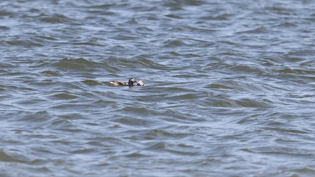 Long-tailed Duck - ML438227291