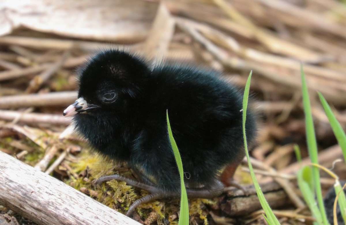 Virginia Rail - ML438227791