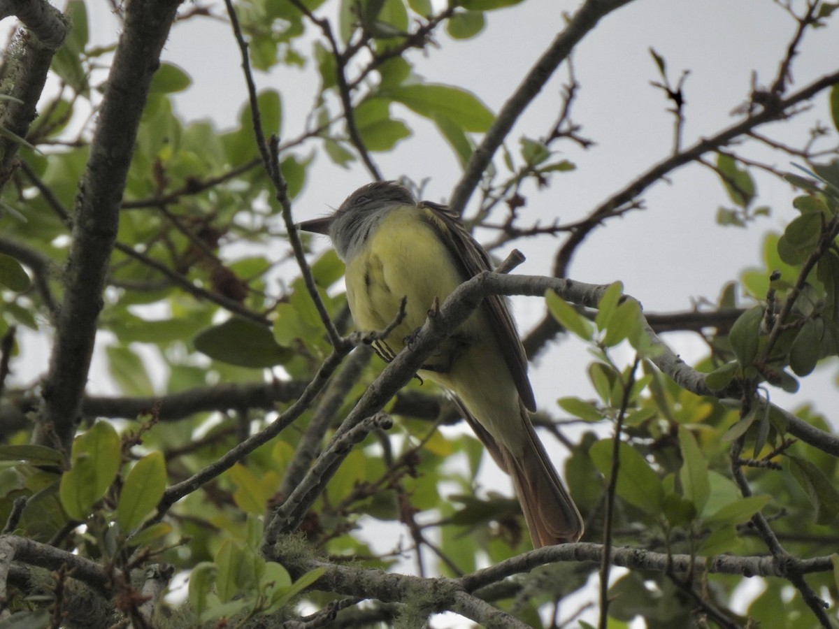 Great Crested Flycatcher - ML438228031
