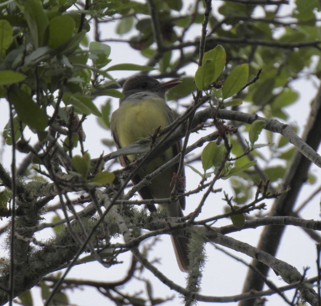 Great Crested Flycatcher - ML438228041