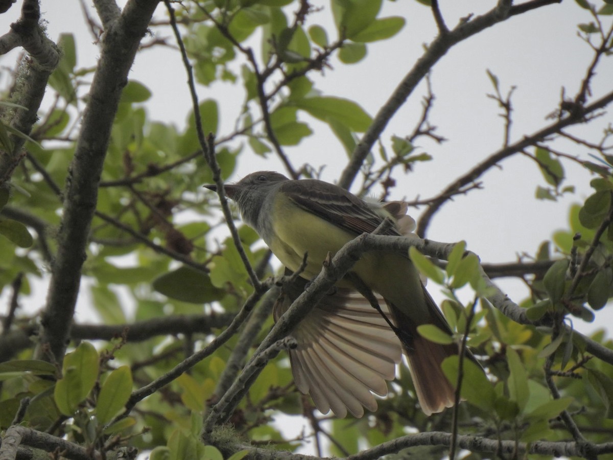 Great Crested Flycatcher - ML438228051