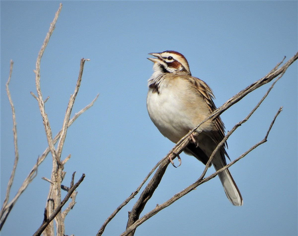 Bruant à joues marron - ML438229581