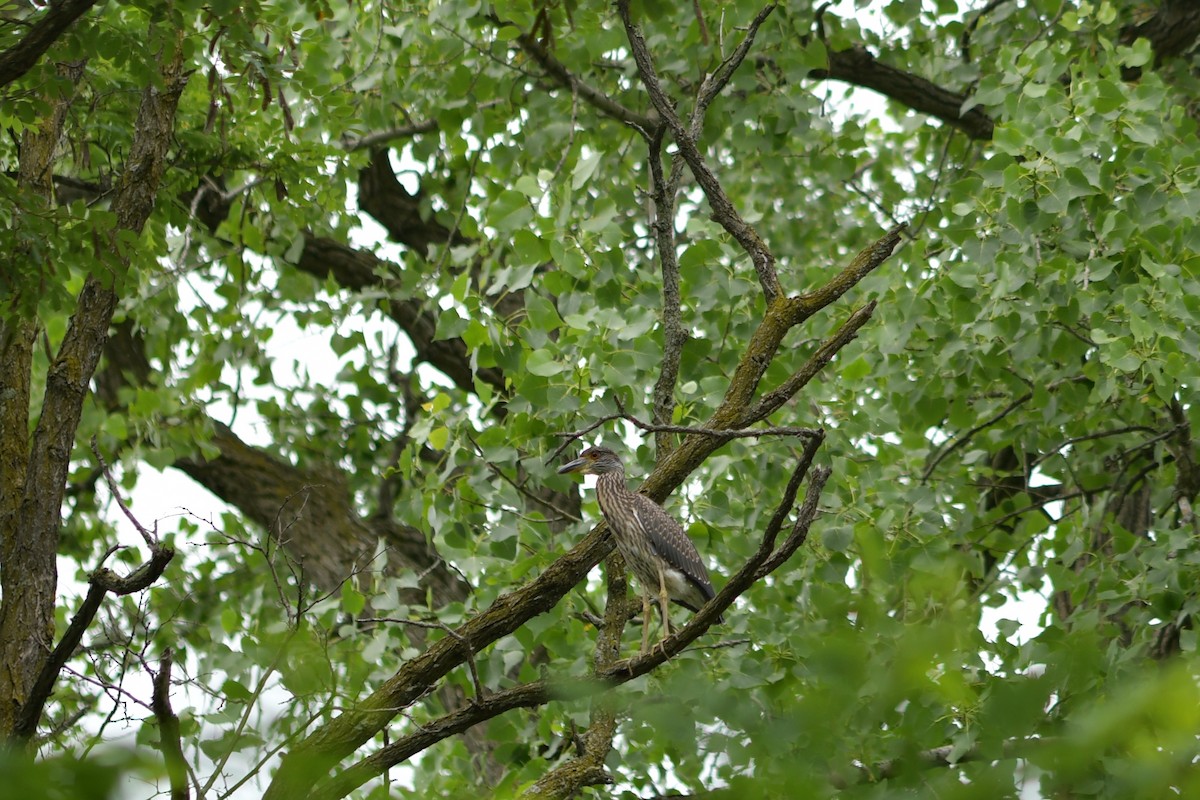 Yellow-crowned Night Heron - ML438230231