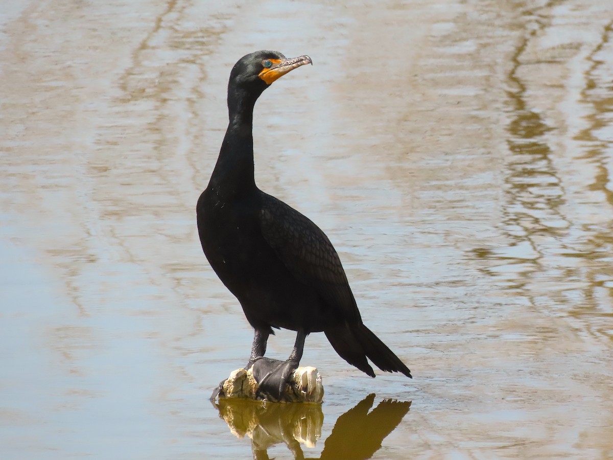 Double-crested Cormorant - ML438233041