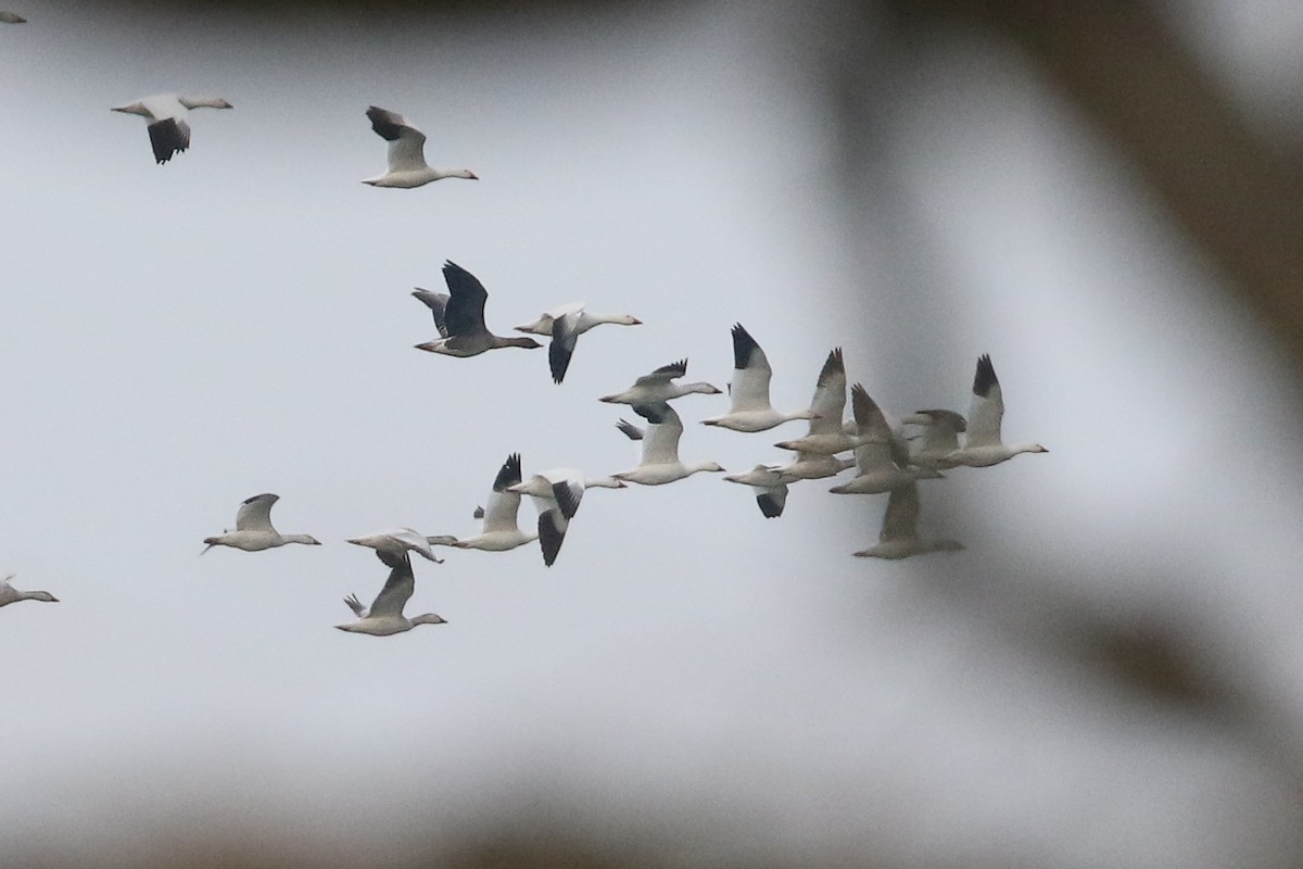 Tundra Bean-Goose - ML438234801