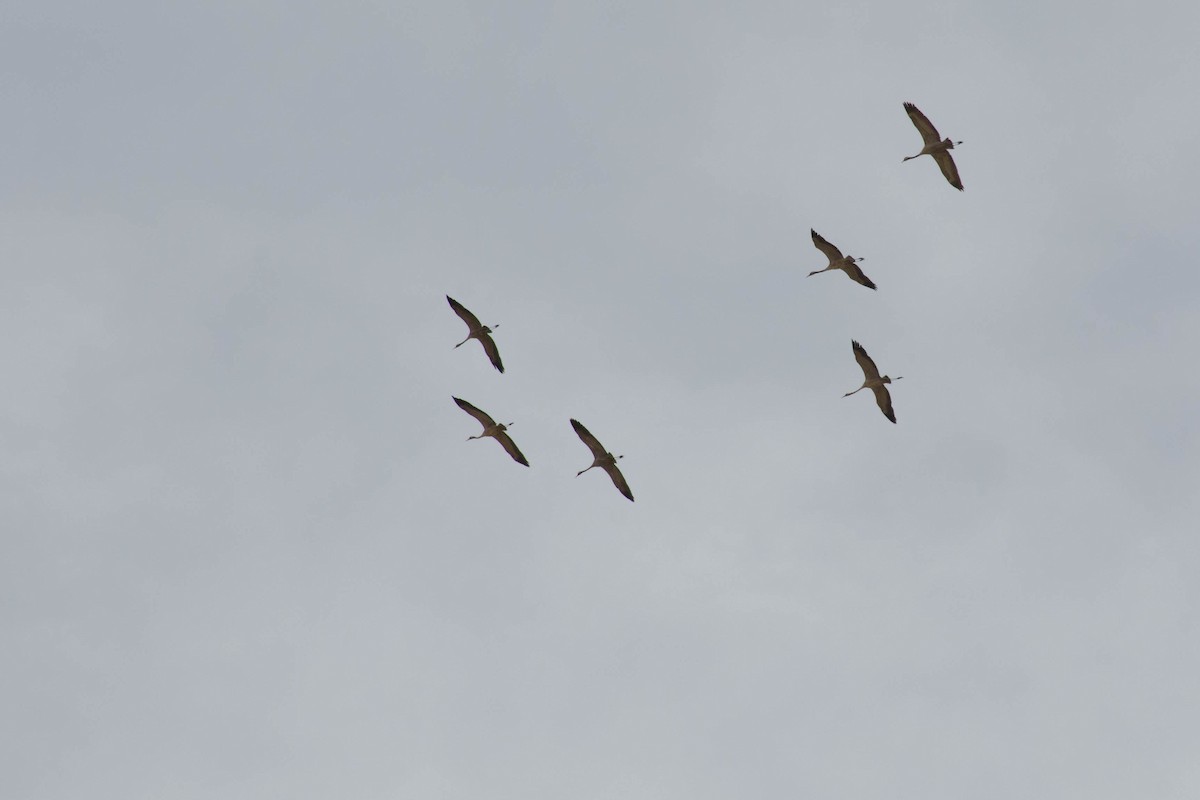 Common Crane - ali hajiabadi