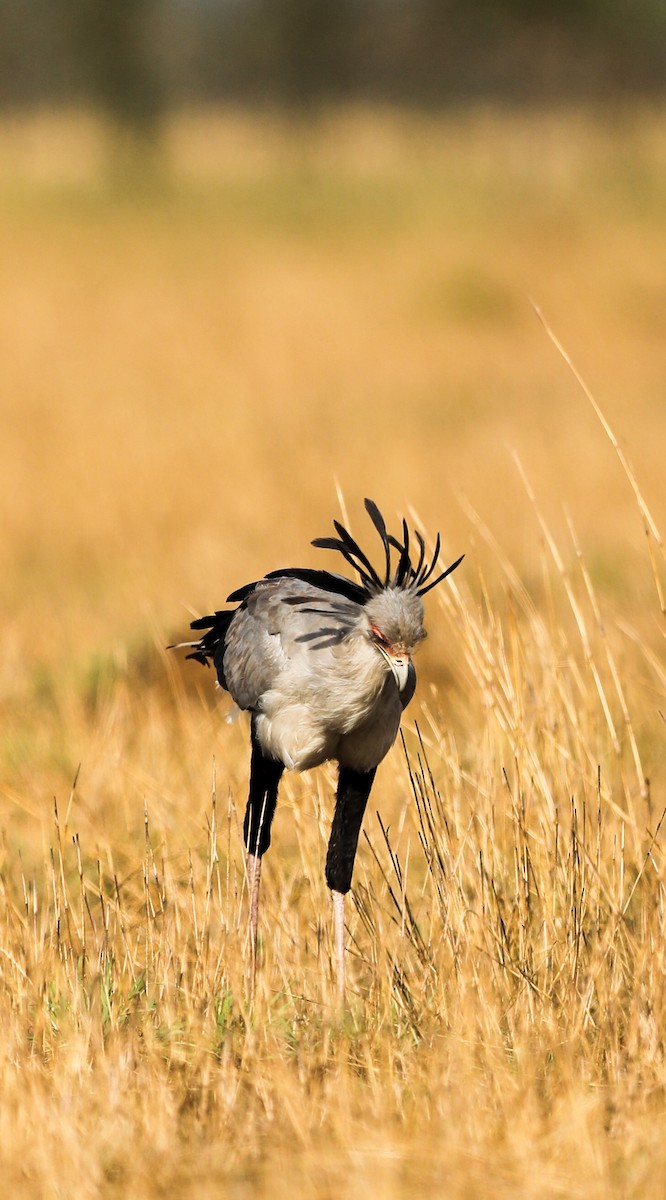 Secretarybird - Alex Kanzira