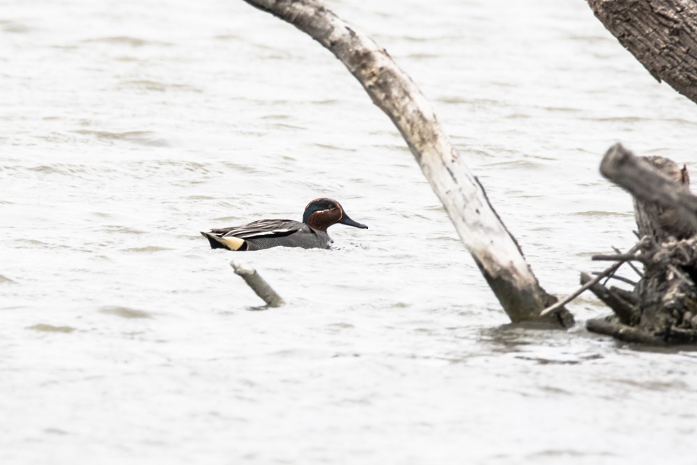 Green-winged Teal - ML438236081