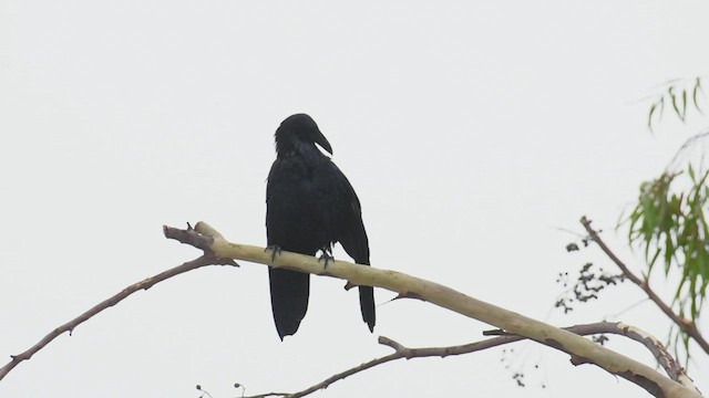 Common Raven - ML438237581