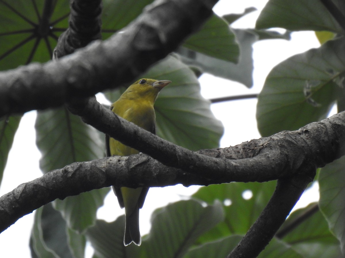 Scarlet Tanager - ML438238931