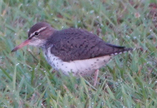 Spotted Sandpiper - ML438239051