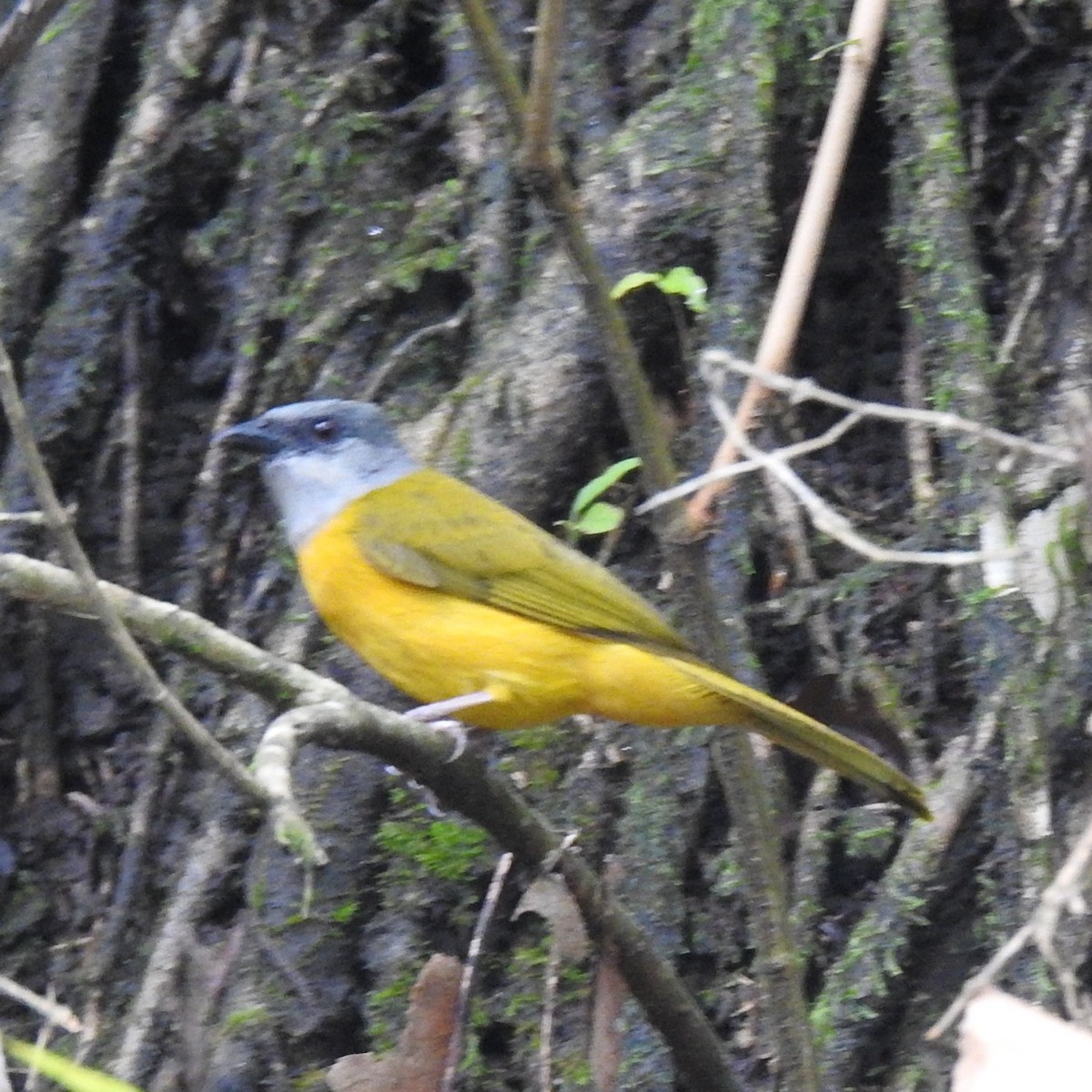 Gray-headed Tanager - ML438239371