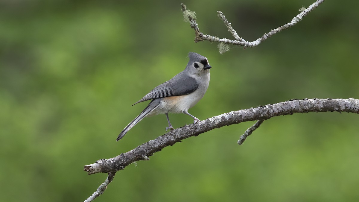 Tufted Titmouse - ML438241341