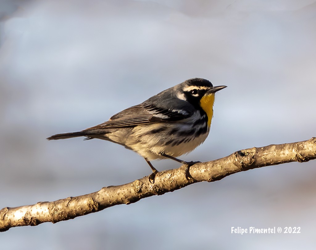 Yellow-throated Warbler - ML438241601