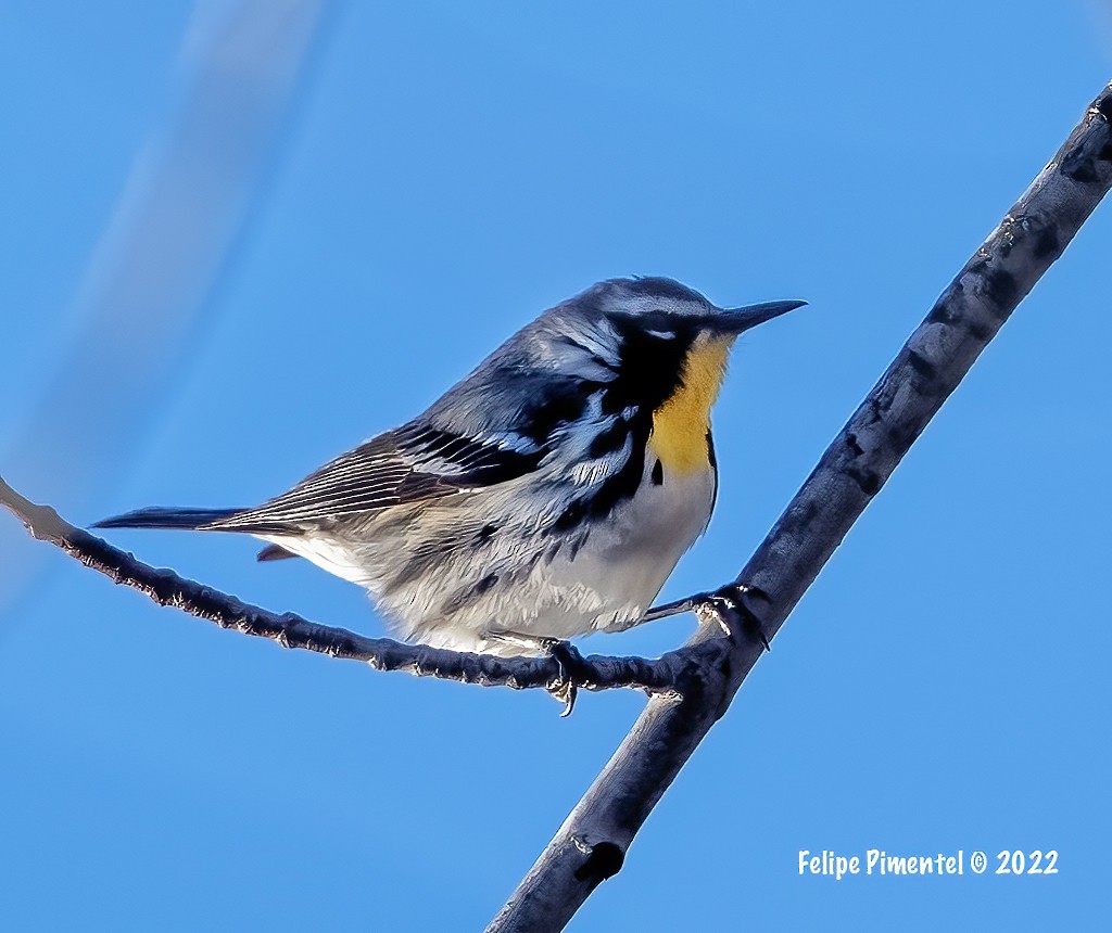 Yellow-throated Warbler - ML438241611