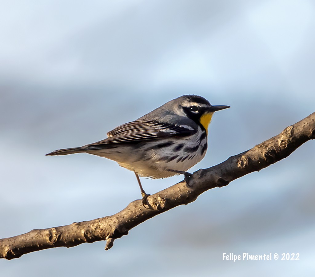 Yellow-throated Warbler - ML438241621