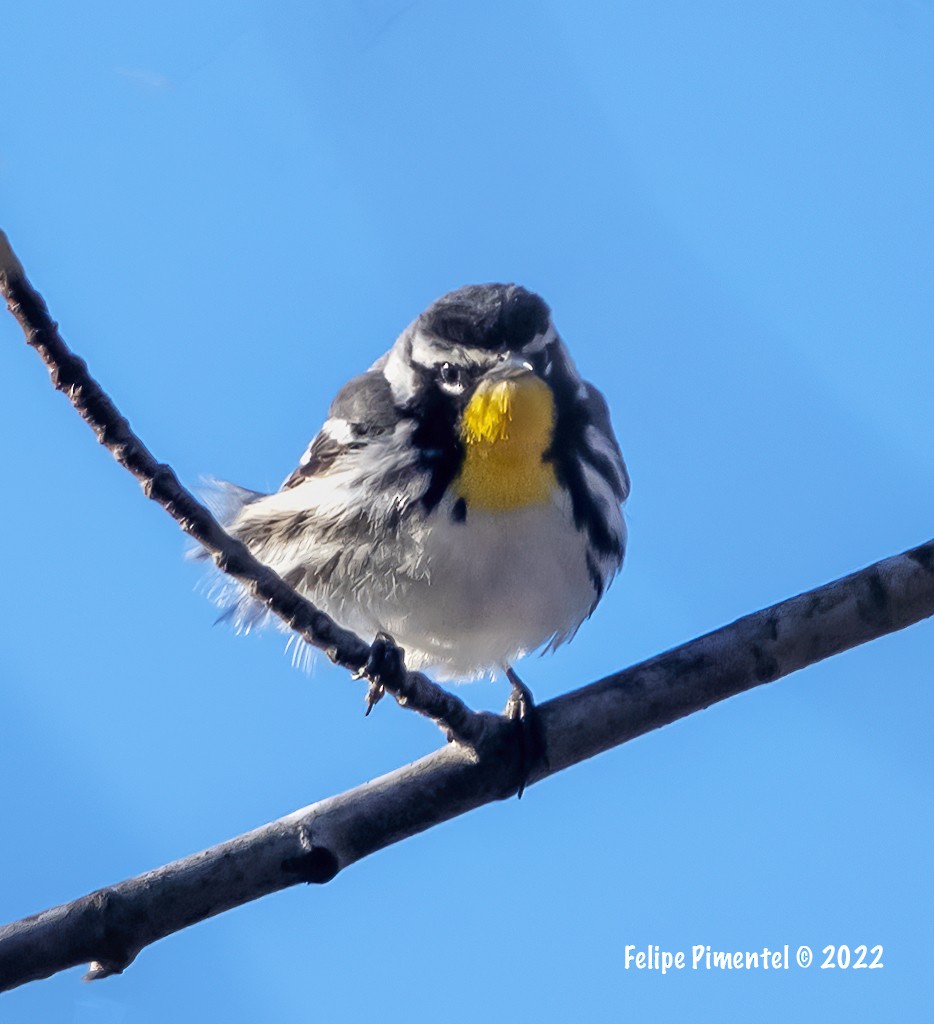 Yellow-throated Warbler - ML438241631