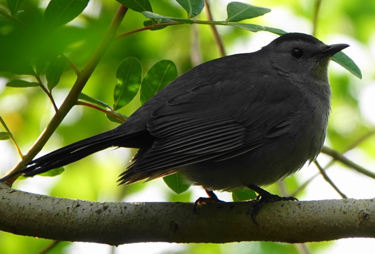 Gray Catbird - ML438241851