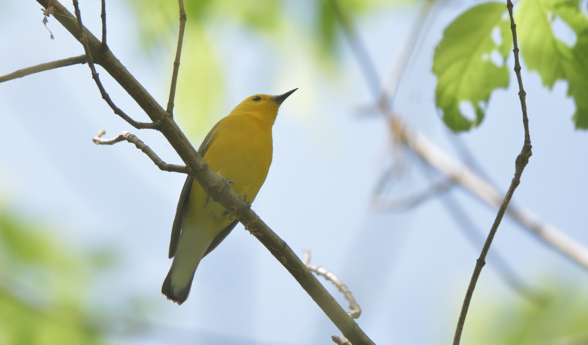 plommeparula - ML438241911