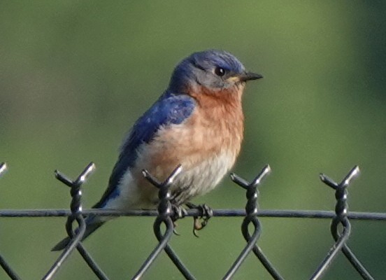 Eastern Bluebird - ML438242111